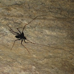 Paraphrynus carolynae