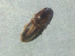 Aeolus trilineatus