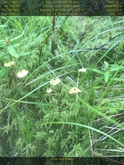 Splachnum luteum