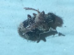 Ptinus texanus