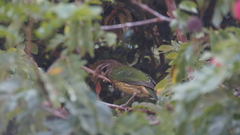 Ailuroedus maculosus