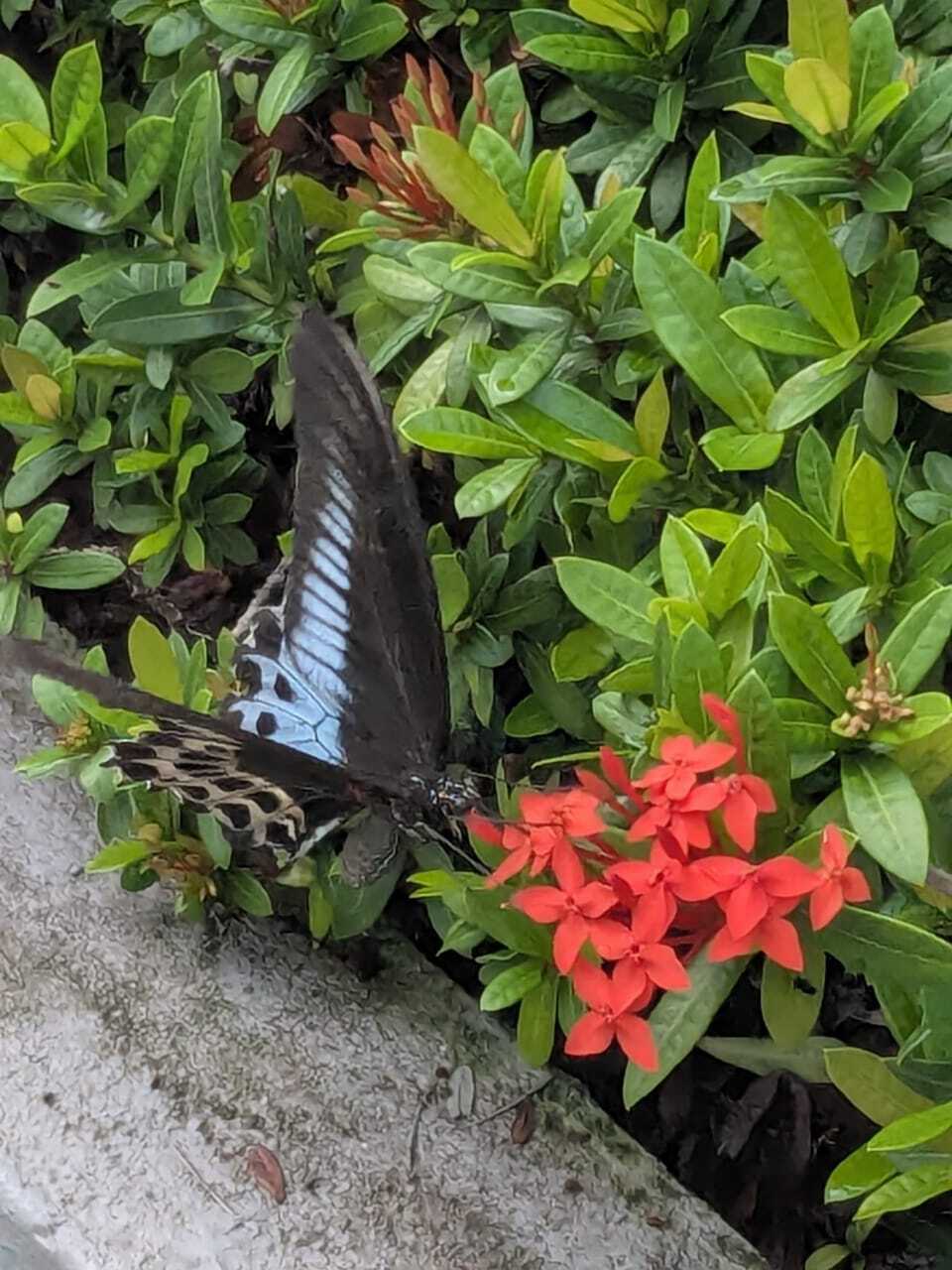 Island Mormon