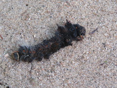 Eacles imperialis magnifica