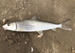 Cortez Bonefish photo 2