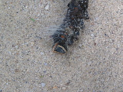 Eacles imperialis magnifica