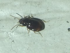 Elaphropus
