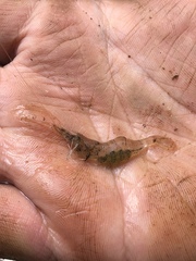 Palaemon kadiakensis