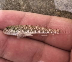 Guaymas Goby photo 3