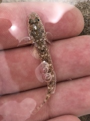 Guaymas Goby photo 4