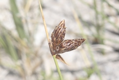 Amphiscirpus nevadensis