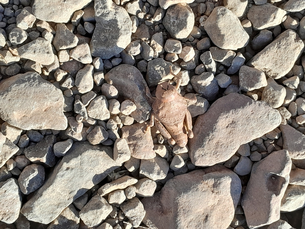 Batrachidacris