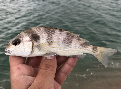 Bronzestriped grunt (Orthopristis reddingi) — Haemulidae — 4