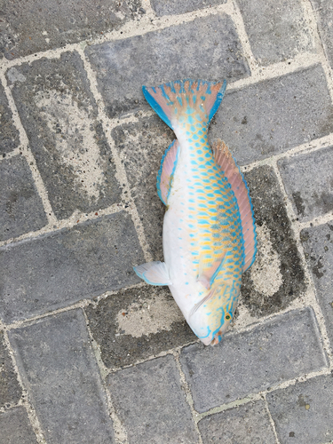 Blue-barred Parrotfish — seen at this dive site