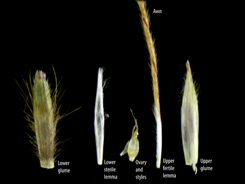 Hyparrhenia rufa iNat (2)