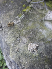 Bassariscus