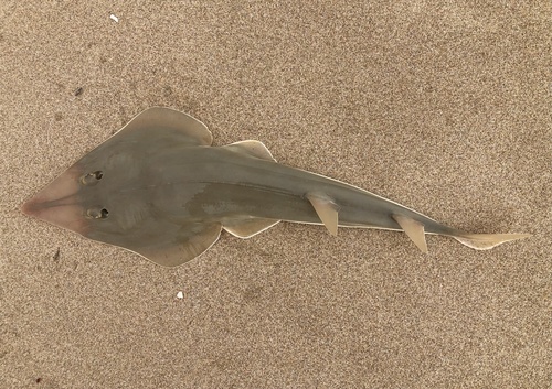 Shovelnose Guitarfish, photo 5 of 10