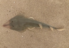 Northern Guitarfish photo 5