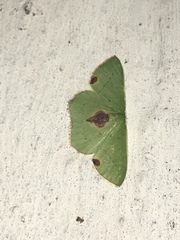 Lophorrhachia rubricorpus