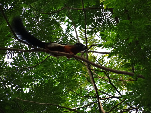 Callosciurus prevostii