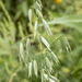 Common Oat - Photo (c) Tony Ernst, some rights reserved (CC BY-NC-SA), uploaded by Tony Ernst