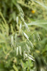 Common Oat - Photo (c) Tony Ernst, some rights reserved (CC BY-NC), uploaded by Tony Ernst