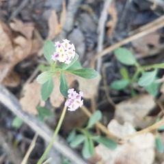 Phyla nodiflora nodiflora