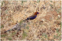 Granatina ianthinogaster