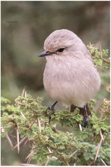 Bradornis microrhynchus