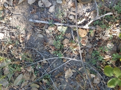 Phyla nodiflora nodiflora