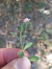 Phyla nodiflora nodiflora