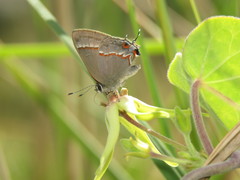 Electrostrymon endymion