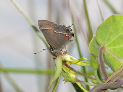Electrostrymon endymion