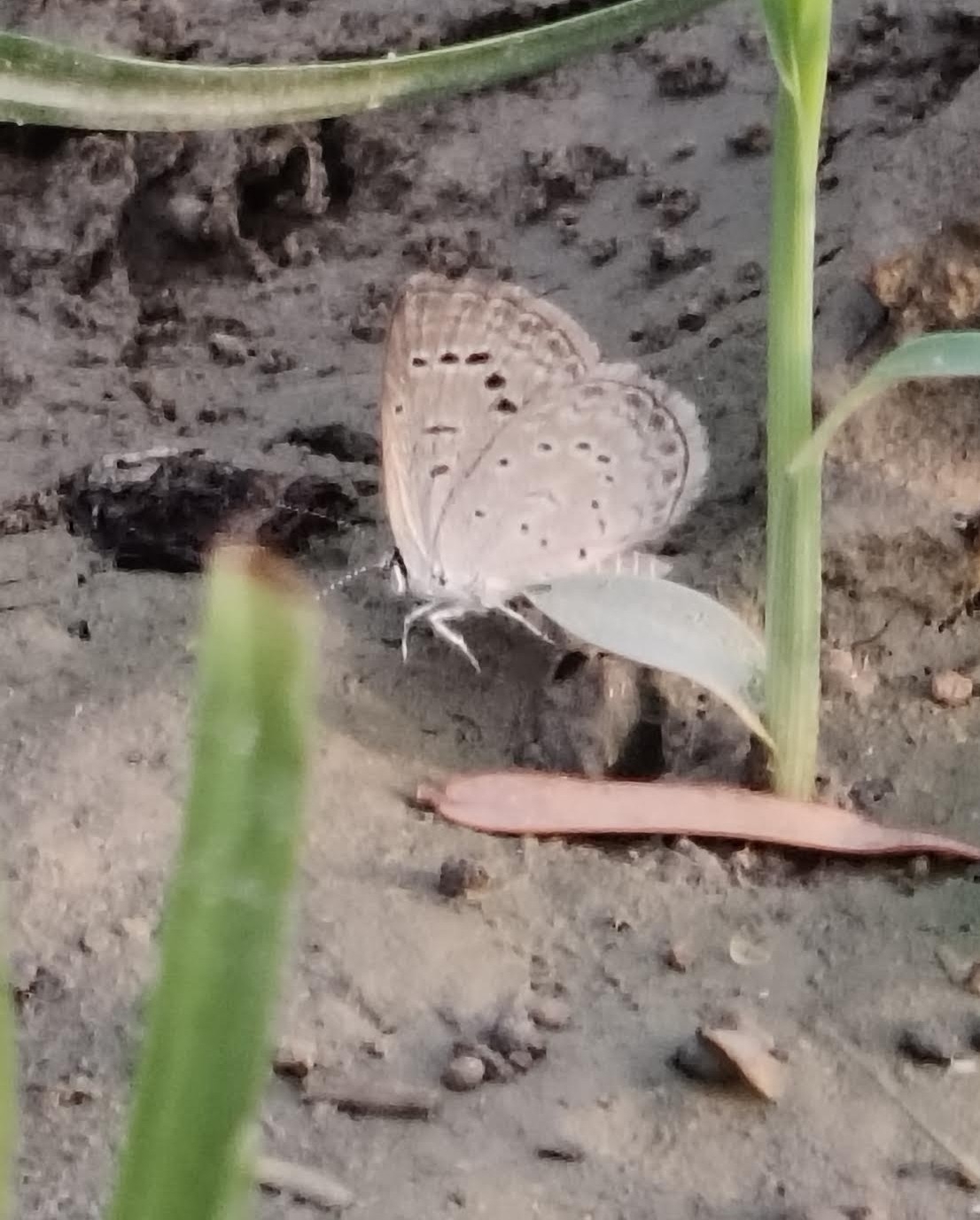 Dark Grass Blue