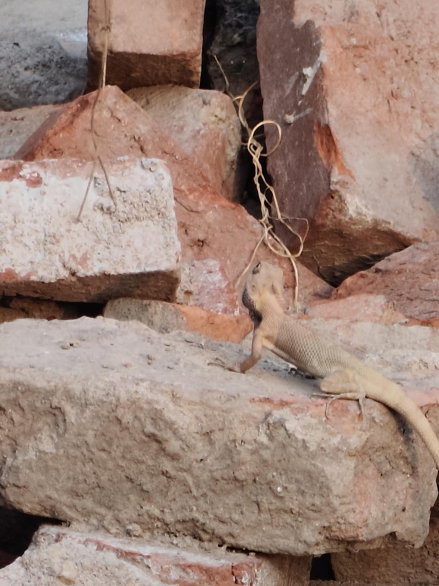 Oriental Garden Lizard