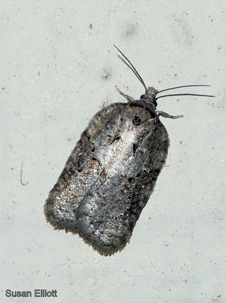 Lesser Maple Leafroller