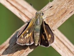 Hesperia attalus attalus