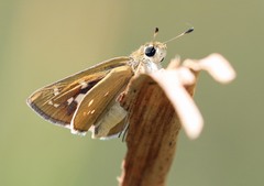 Hesperia attalus attalus