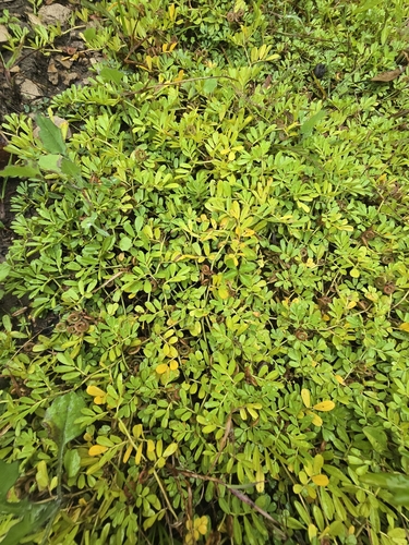 Coiled indigo (Indigofera circinella)