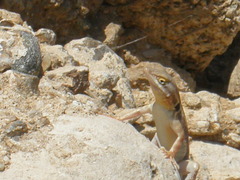 Sceloporus grandaevus
