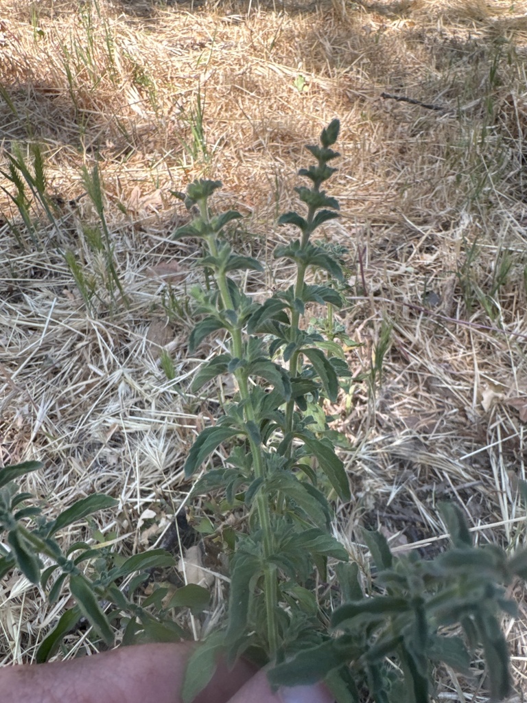 Mentha