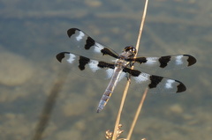 Libellula pulchella