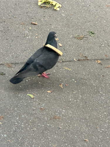 Paloma bravía (Columba livia)