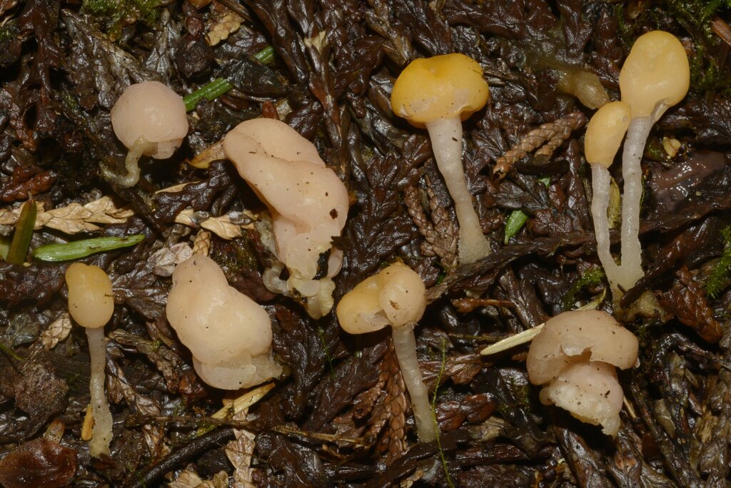 Erysiphales
