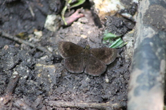 Carcharodini