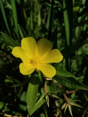 Ludwigia peploides montevidensis