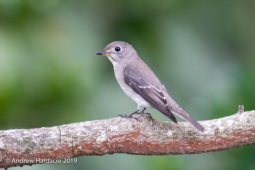 Asian Brown Flycatcher