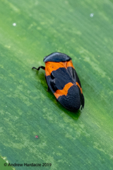 Cosmoscarta abdominalis
