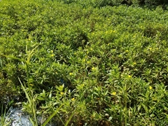 Ludwigia peploides montevidensis