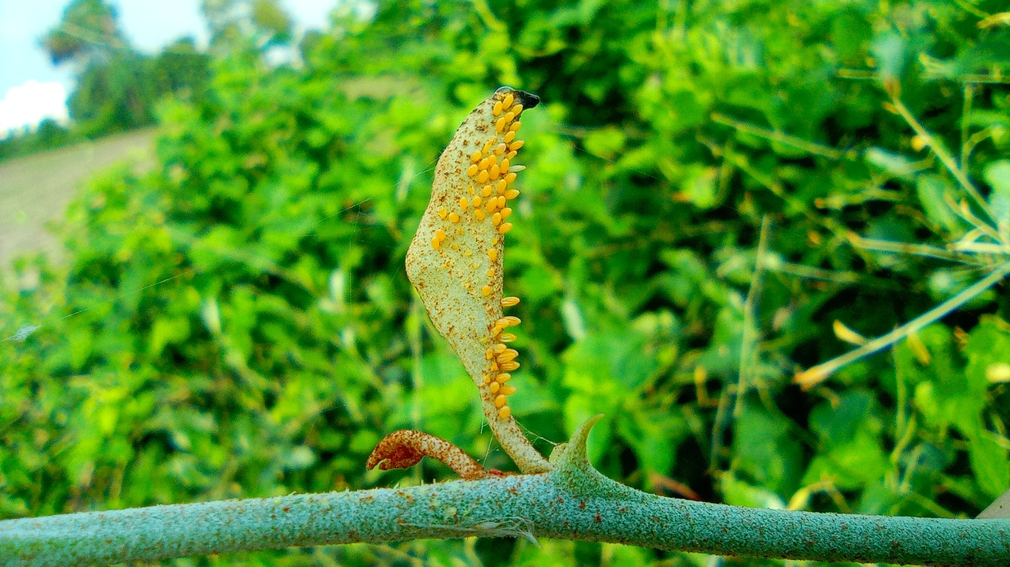 Pioneer