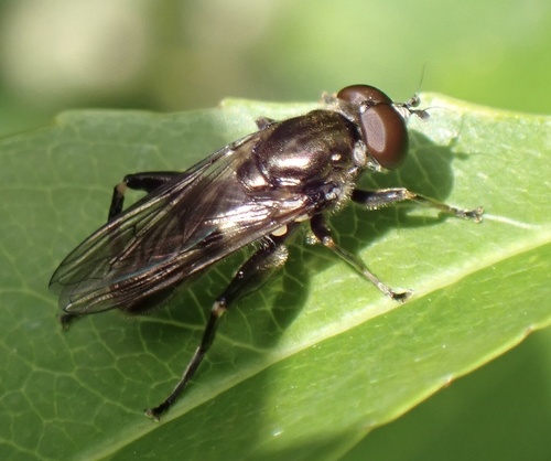 Dusky-banded Leafwalker, Boswachterij Dorst, Dorst, North Brabant, NL, photo 10 of 10